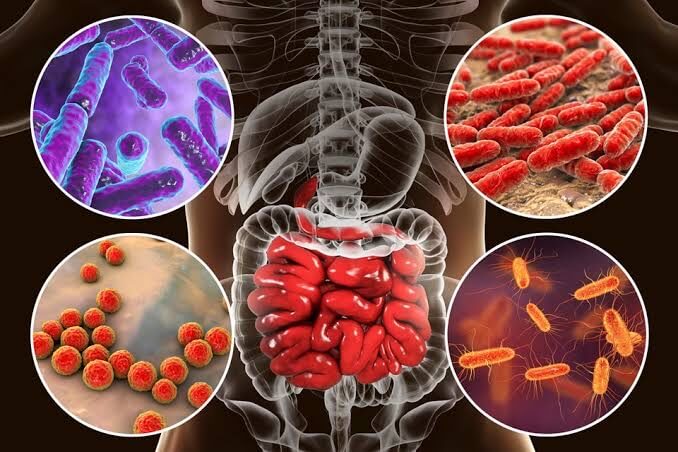 magabact - treatment of dysbacteriosis