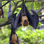 Japanese bats have been found to carry a large number of new viruses, raising concerns about outbreaks of zoonotic infections