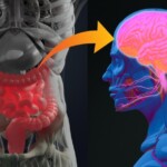 Upper gastrointestinal tract damage leads to the development of Parkinson’s disease