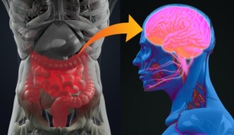 Upper gastrointestinal tract damage leads to the development of Parkinson’s disease