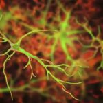 Brain cell transplants can help treat many neurological disorders and brain injuries