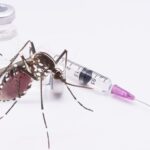 Malaria vaccine could be delivered by the mosquitoes themselves