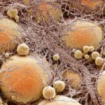 Genetically engineered fat cells inhibit tumor growth and destroy cancer